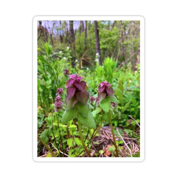 Purple Dead Nettle Salve For Cuts Sores Infections Bug Bites Wounds
