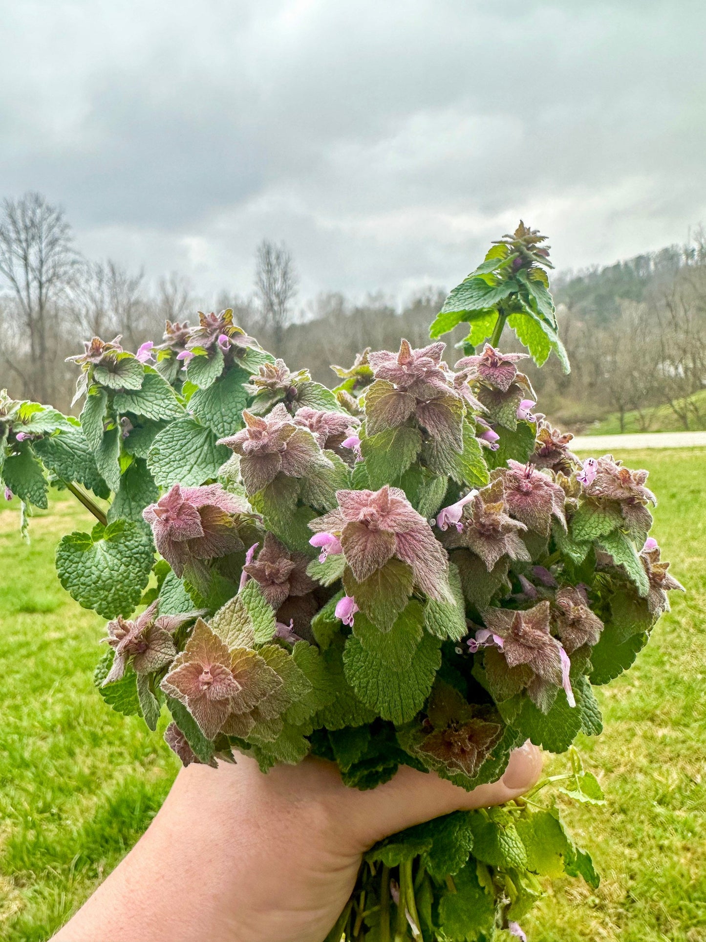 Purple Dead Nettle Salve For Cuts Sores Infections Bug Bites Wounds